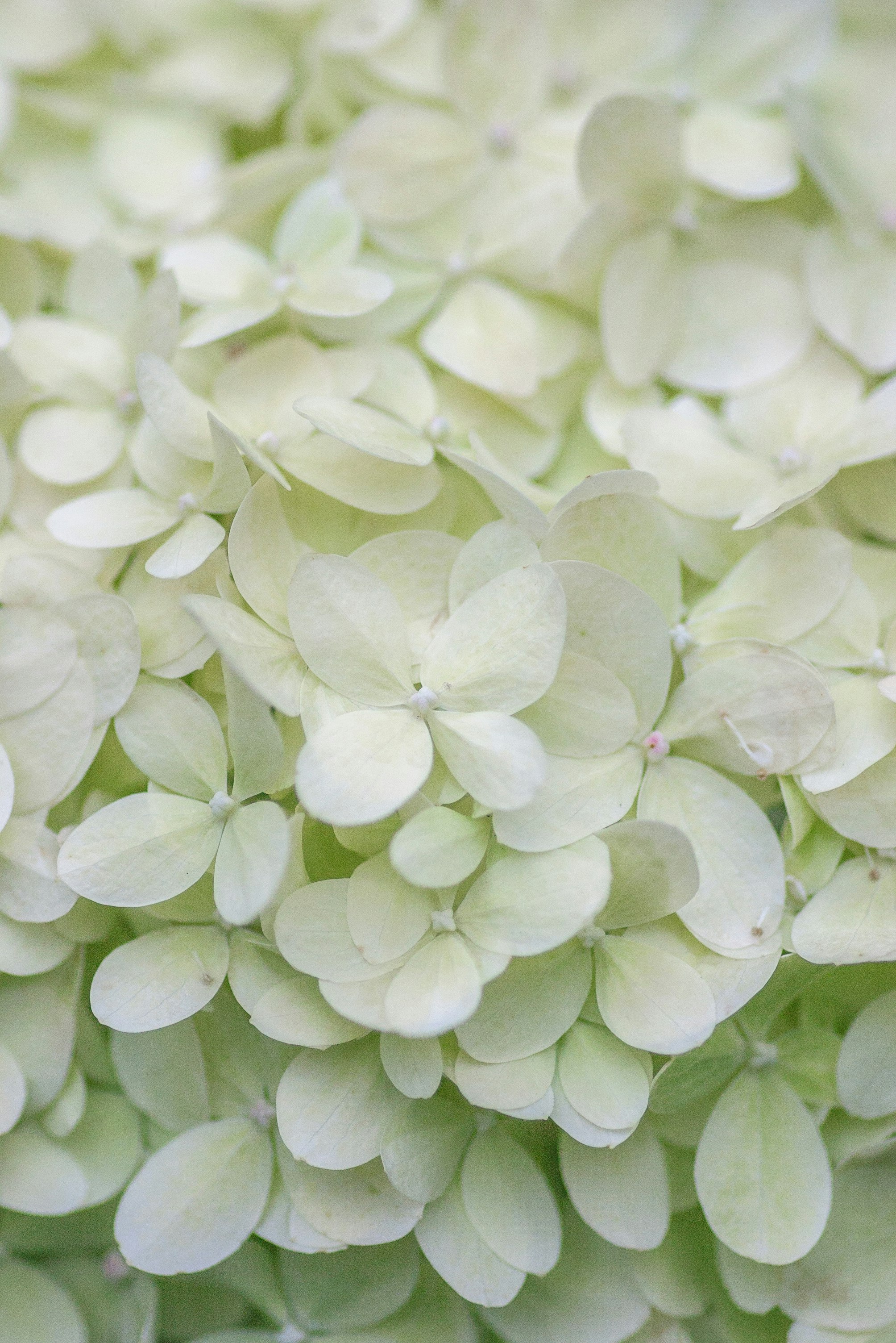 green and white flower petals